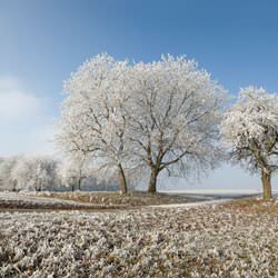 Frost covering trees and a grassy field in Piedmont