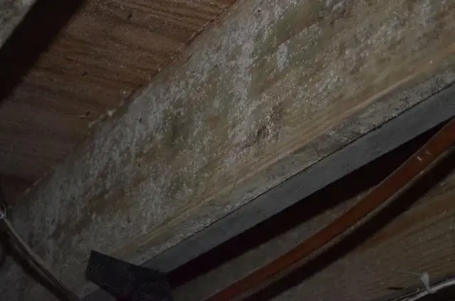 Here you can see the organic growth that was growing on the beams before we removed it.
