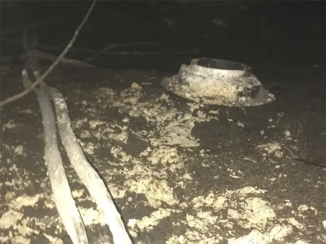 Mold growing under the house.