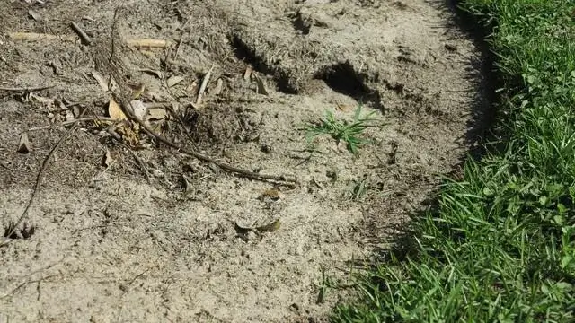 Sink holes can occur anywhere there was roots.