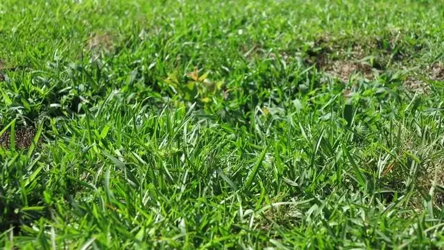 Tree roots can extend twice the length of the tree out.