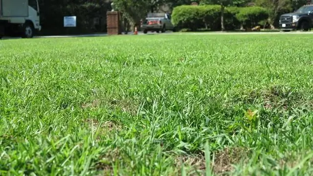 It's important to be aware of how far a tree's roots may go when cutting them down in order to avoid home damage.