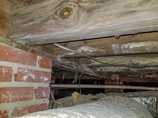 Even underneath a house, mold growth can have a significant impact on the home above.