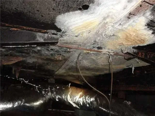 Not too far in, there was already a great deal of mold growth along the top of the crawl space.