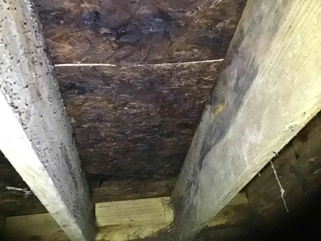 Apparent wood-rot from crawl space of beams and joists.